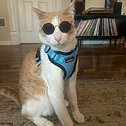 Mac joined the competition — help win amazing prizes! cat, sunglasses, harness, indoor, rug, hardwood_floor, vinyl_records, record_shelf, furniture, pet, orange_and_white_cat, sitting, whiskers, ears, portrait, cool, stylish, living_room, home_decor, playful