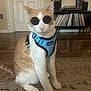 cat, sunglasses, harness, indoor, rug, hardwood_floor, vinyl_records, record_shelf, furniture, pet, orange_and_white_cat, sitting, whiskers, ears, portrait, cool, stylish, living_room, home_decor, playful
