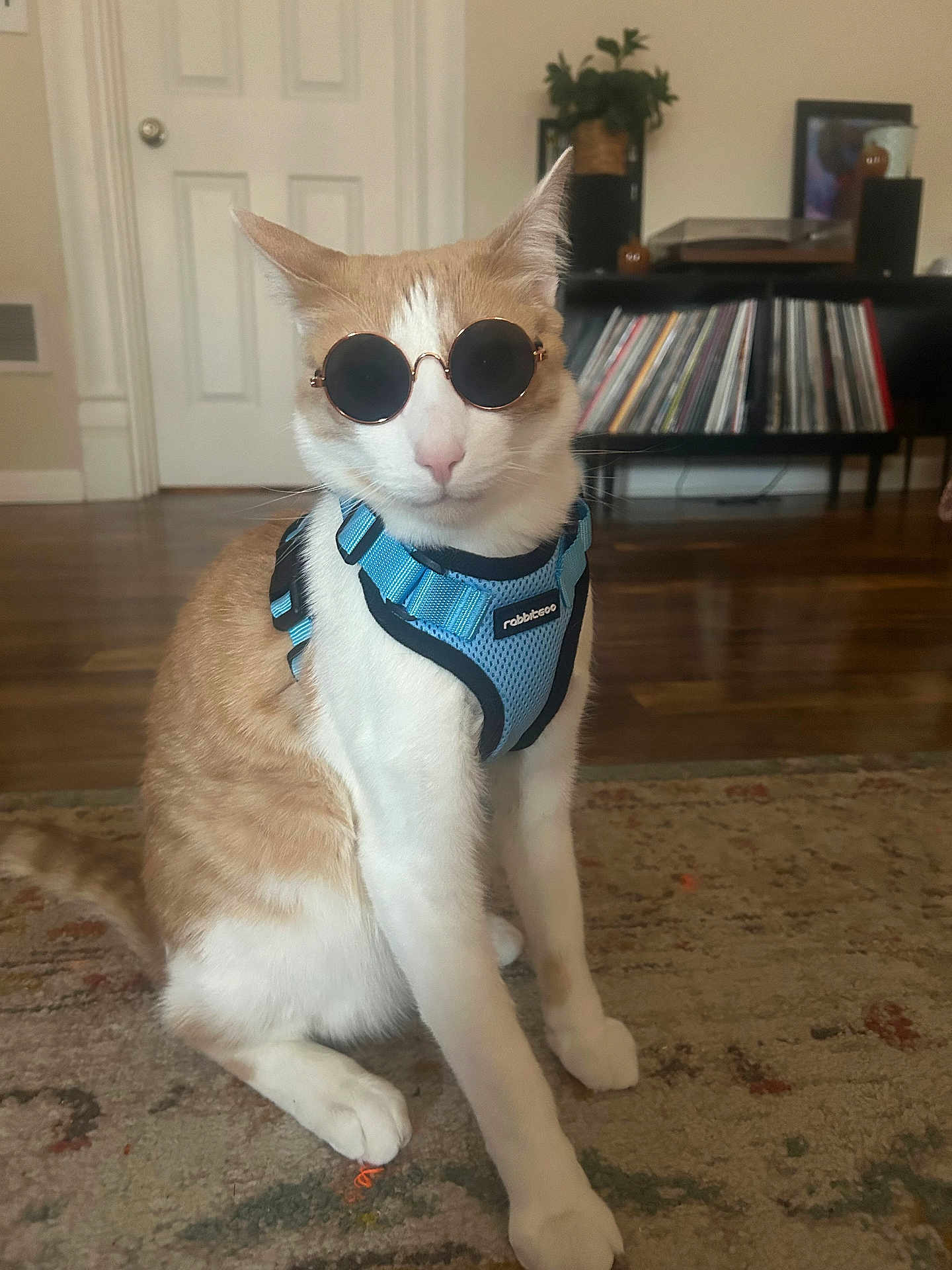 Mac joined the competition — help win amazing prizes! cat, sunglasses, harness, indoor, rug, hardwood_floor, vinyl_records, record_shelf, furniture, pet, orange_and_white_cat, sitting, whiskers, ears, portrait, cool, stylish, living_room, home_decor, playful