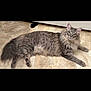 Salem is registered to the contest to win money with this photo: animal, cat, curious, cute, domestic_animal, ears, floor, fluffy, fur, gray_cat, indoor, long_hair, lying_down, mammal, pet, relaxed, tail, tile_floor, whiskers, yellow_eyes