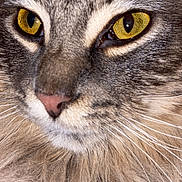 Salem joined the competition — help win amazing prizes! cat, close_up, face, feline, eyes, whiskers, fur, pet, animal, portrait, muzzle, tabby, domestic_cat, mustache, nose, looking, cute, fluffy, mammal, indoor