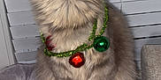 Salem joined the competition — help win amazing prizes! animal, cat, cute, decorations, domestic_cat, feline, fluffy, gray_fur, indoor, jingle_bells, mouth_open, paws, pet, pet_bed, striped_fur, teeth, tongue, whiskers, window_blinds, yawning