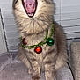 Salem joined the competition — help win amazing prizes! cat, feline, yawning, teeth, jingle_bells, decorations, fluffy, pet_bed, indoor, window_blinds, whiskers, paws, tongue, mouth_open, gray_fur, striped_fur, domestic_cat, pet, cute, animal