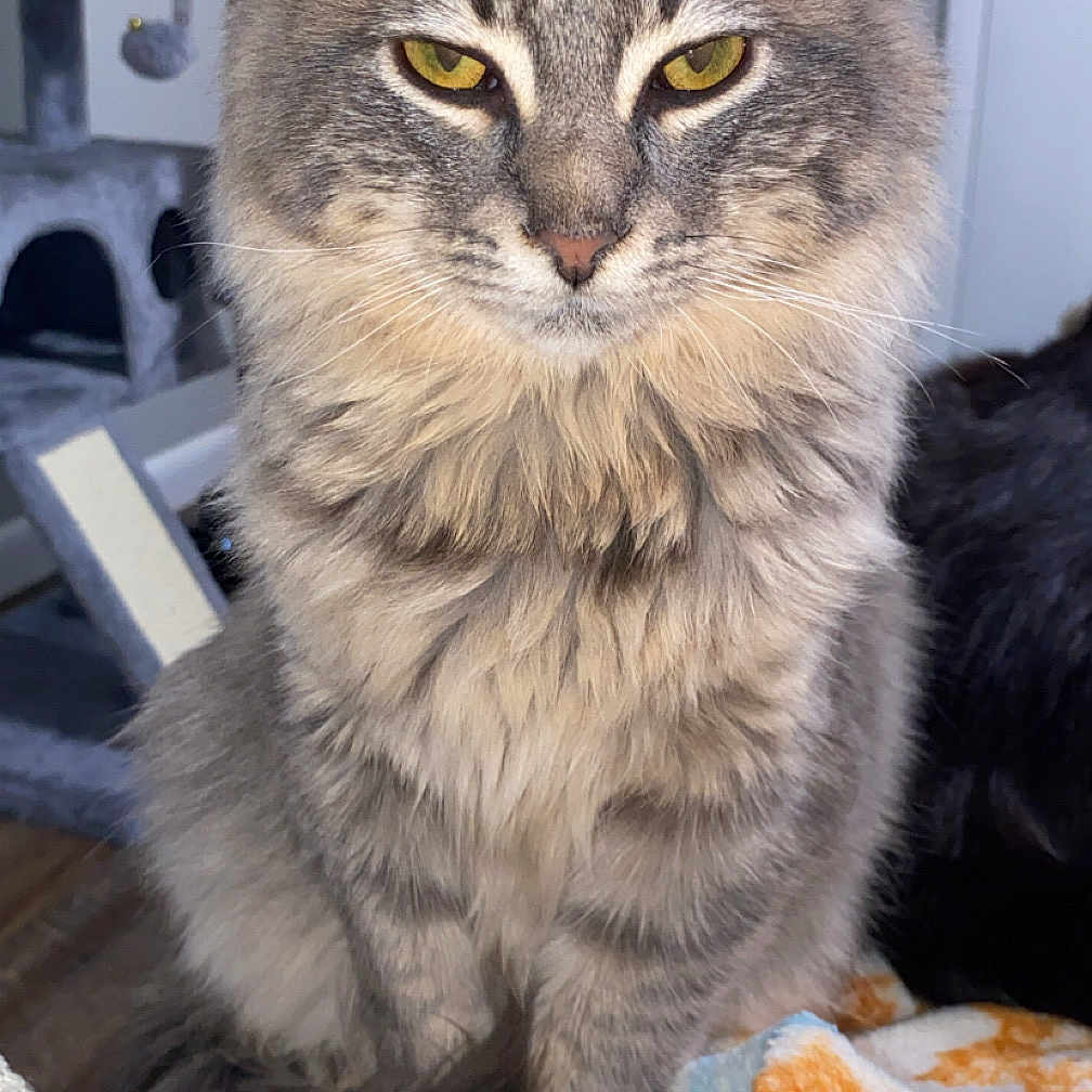 Salem joined the competition — help win amazing prizes! animal, blanket, calm, cat, couch, cozy, domestic, ears, feline, fluffy, fur, gray, home, indoor, pet, quiet, sitting, tabby, whiskers, yellow_eyes