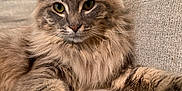 Salem joined the competition — help win amazing prizes! cat, fluffy, couch, paws, relaxed, indoor, pet, feline, fur, closeup, texture, home, animal, whiskers, ears, portrait, comfortable, laying, tabby, domestic