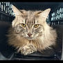 Salem is registered to the contest to win money with this photo: cat, fluffy, pet_carrier, yellow_eyes, feline, animal, domestic_cat, closeup, portrait, fur, whiskers, ears, paw, indoor, resting, cute, mammal, face, looking, calm