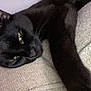 Binx is registered to the contest to win money with this photo: black_cat, cat, pet, animal, feline, relaxing, couch, beige, indoor, close_up, fur, whiskers, green_eyes, sleepy, resting, soft_texture, cozy, domestic_animal, laying_down, portrait