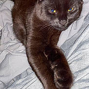 Binx is registered to the contest to win money with this photo: black_cat, cat, pet, feline, animal, bed, gray_sheets, stretching, paw, fur, whiskers, indoor, relaxed, yellow_eyes, closeup, cute, domestic_cat, mammal, resting, sleepy