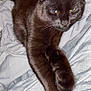 black_cat, cat, pet, feline, animal, bed, gray_sheets, stretching, paw, fur, whiskers, indoor, relaxed, yellow_eyes, closeup, cute, domestic_cat, mammal, resting, sleepy