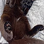 Binx joined the competition — help win amazing prizes! cat, black_cat, pet, animal, fur, paw, tail, relaxed, lying_down, cozy, soft, fabric, resting, cute, whiskers, indoor, mammal, feline, sleepy, comfort