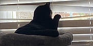 Binx is registered to the contest to win money with this photo: cat, cat_tree, window, blinds, indoor, pet, feline, curious, home, daylight, silhouette, relaxing, animal, soft_light, furniture, cozy, resting, domestic, shade, quiet