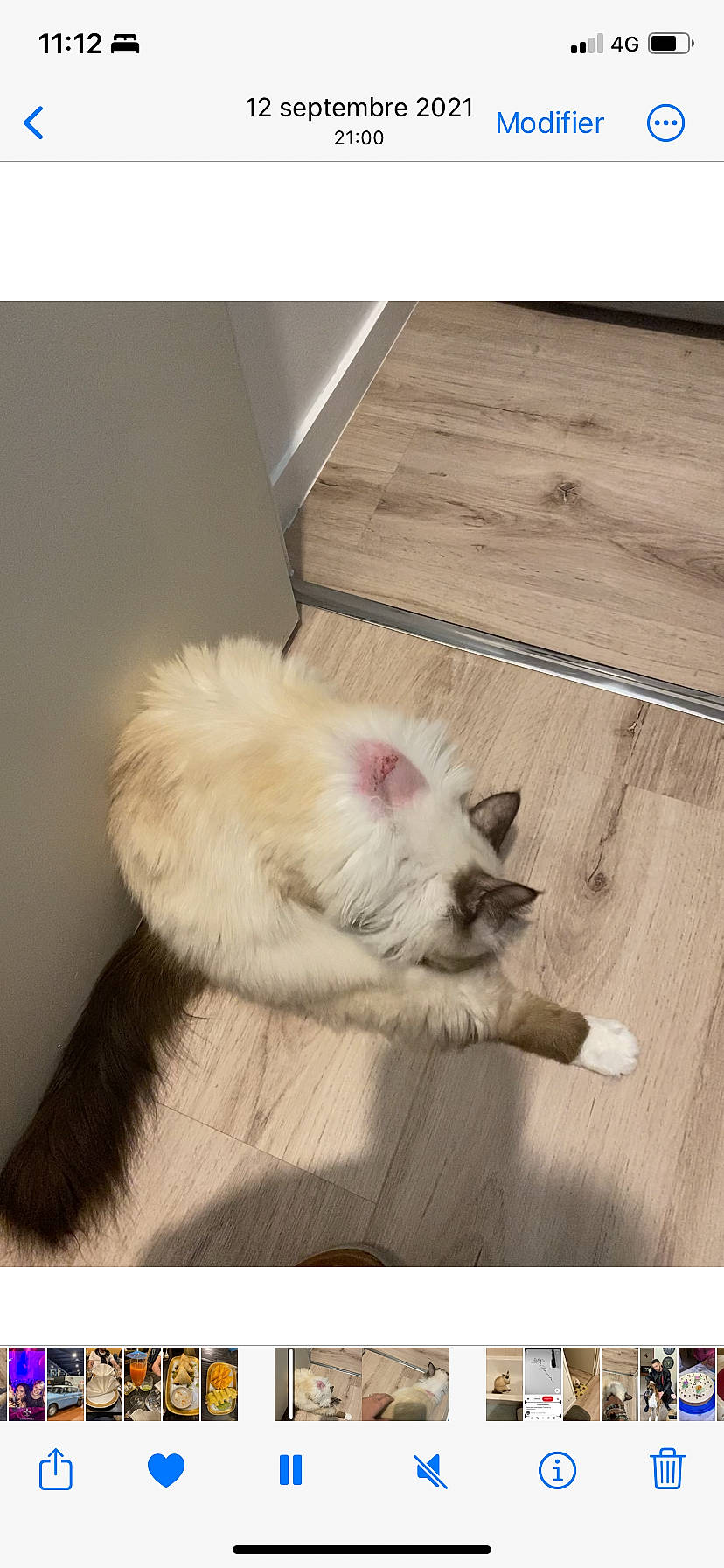 Morphine a rejoint le concours — aidez-le/la à gagner de superbes lots ! carnivore, comfort, companion_dog, dog_breed, fawn, felidae, flooring, fur, german_spitz, hardwood, paw, plank, rectangle, small_to_medium_sized_cats, snout, spitz, tail, whiskers, wood, wood_stain