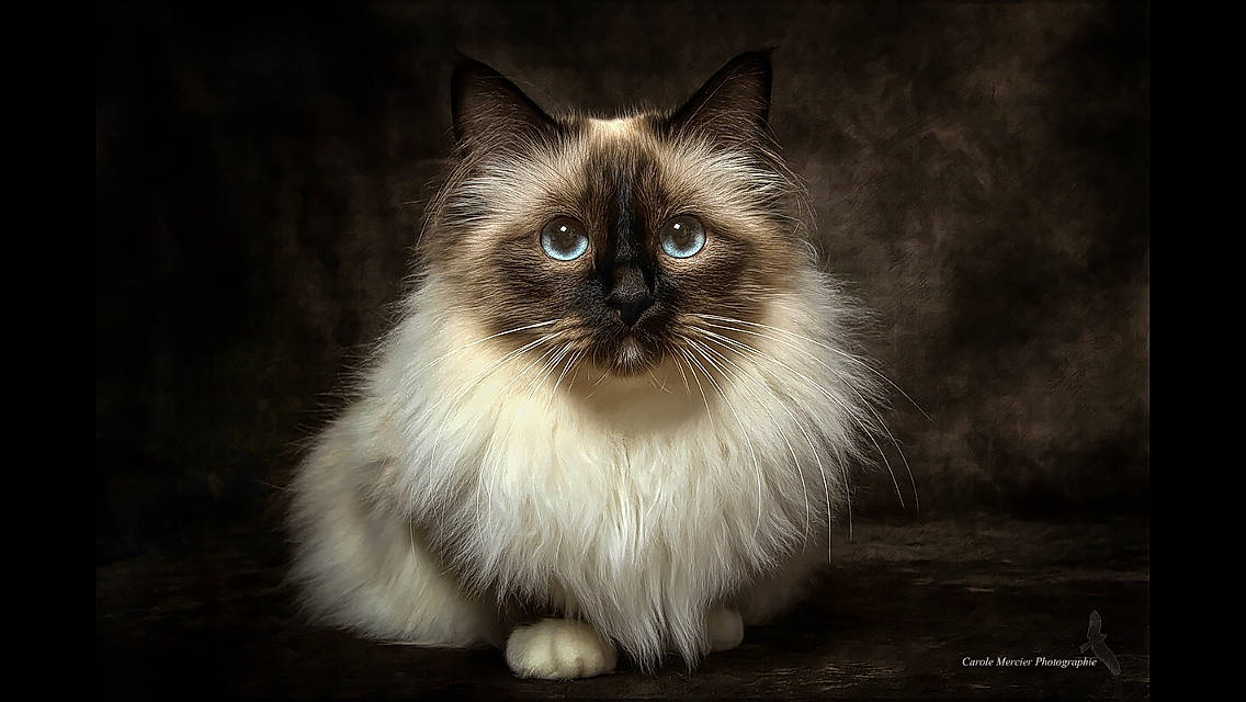 Morphine participe au concours pour gagner de l'argent avec cette photo : balinese, birman, carnivore, cat, darkness, felidae, fur, iris, ragdoll, siamese, small_to_medium_sized_cats, snout, symmetry, tail, terrestrial_animal, thai, whiskers