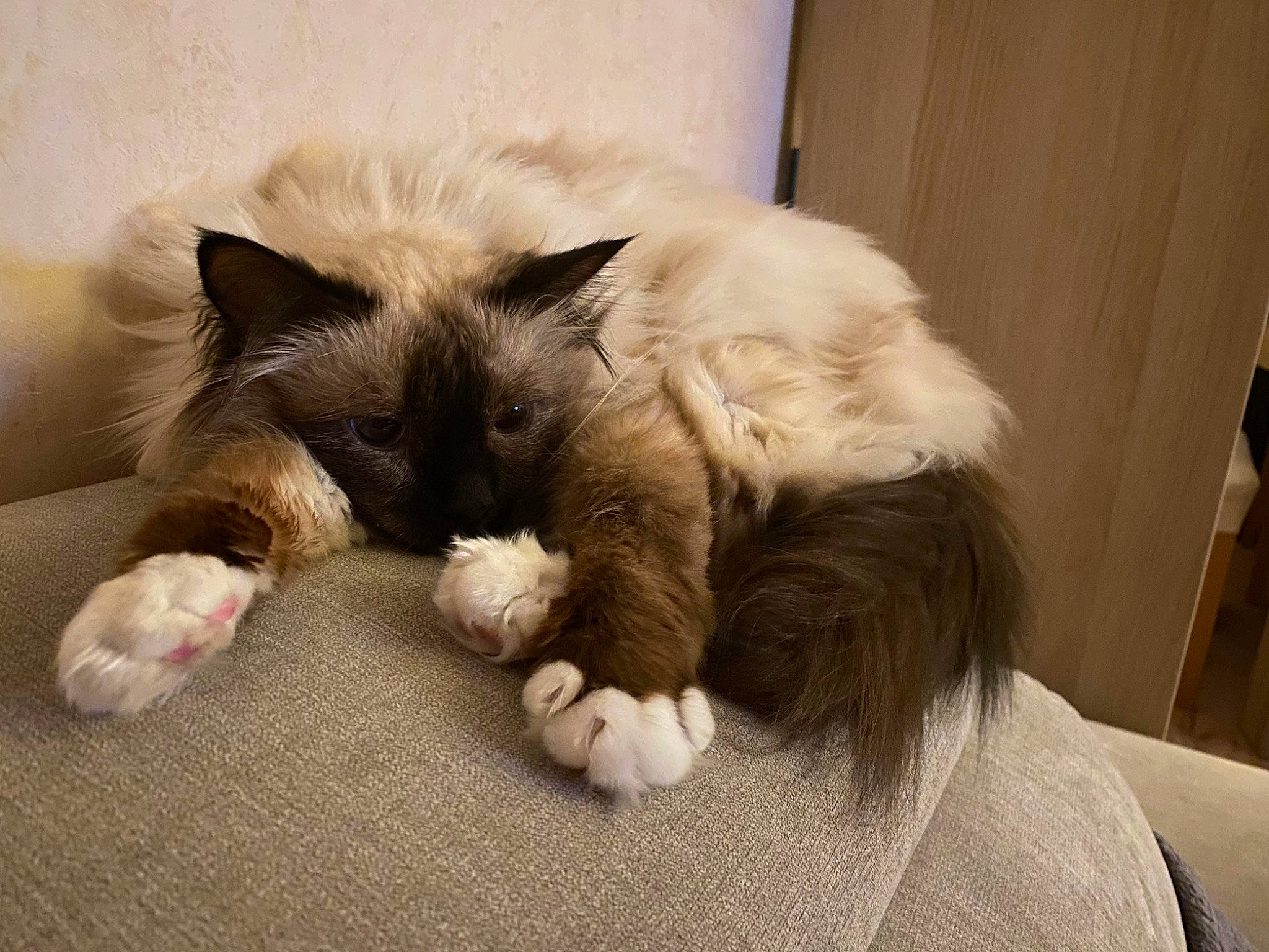 Morphine participe au concours pour gagner de l'argent avec cette photo : balinese, carnivore, cat, cat_bed, claw, comfort, companion_dog, domestic_short_haired_cat, eye, fawn, felidae, fur, hardwood, nap, paw, siamese, small_to_medium_sized_cats, tail, thai, whiskers