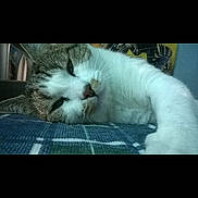 Icarus a rejoint le concours — aidez-le/la à gagner de superbes lots ! cat, sleeping, pet, feline, closeup, fur, whiskers, nose, paw, indoor, blanket, blue, striped, relaxing, cozy, animal, cute, resting, domestic, laying_down