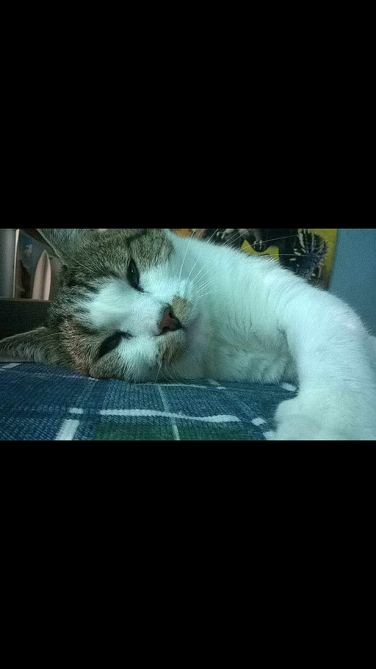 Icarus a rejoint le concours — aidez-le/la à gagner de superbes lots ! cat, sleeping, pet, feline, closeup, fur, whiskers, nose, paw, indoor, blanket, blue, striped, relaxing, cozy, animal, cute, resting, domestic, laying_down