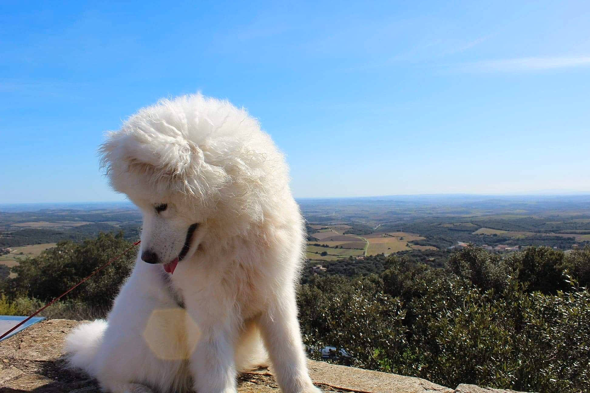 Polie a rejoint le concours — aidez-le/la à gagner de superbes lots ! canidae, carnivore, companion_dog, dog, dog_breed, great_pyrenees, kuvasz, mammal, maremma_sheepdog, non_sporting_group, samoyed, slovak_cuvac, vertebrate