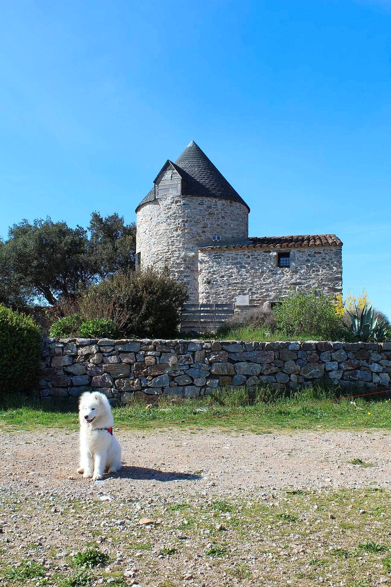 Polie a rejoint le concours — aidez-le/la à gagner de superbes lots ! building, canidae, castle, chateau, fortification, grass, grass_family, history, house, lawn, meadow, pasture, ruins, sporting_group, tourism