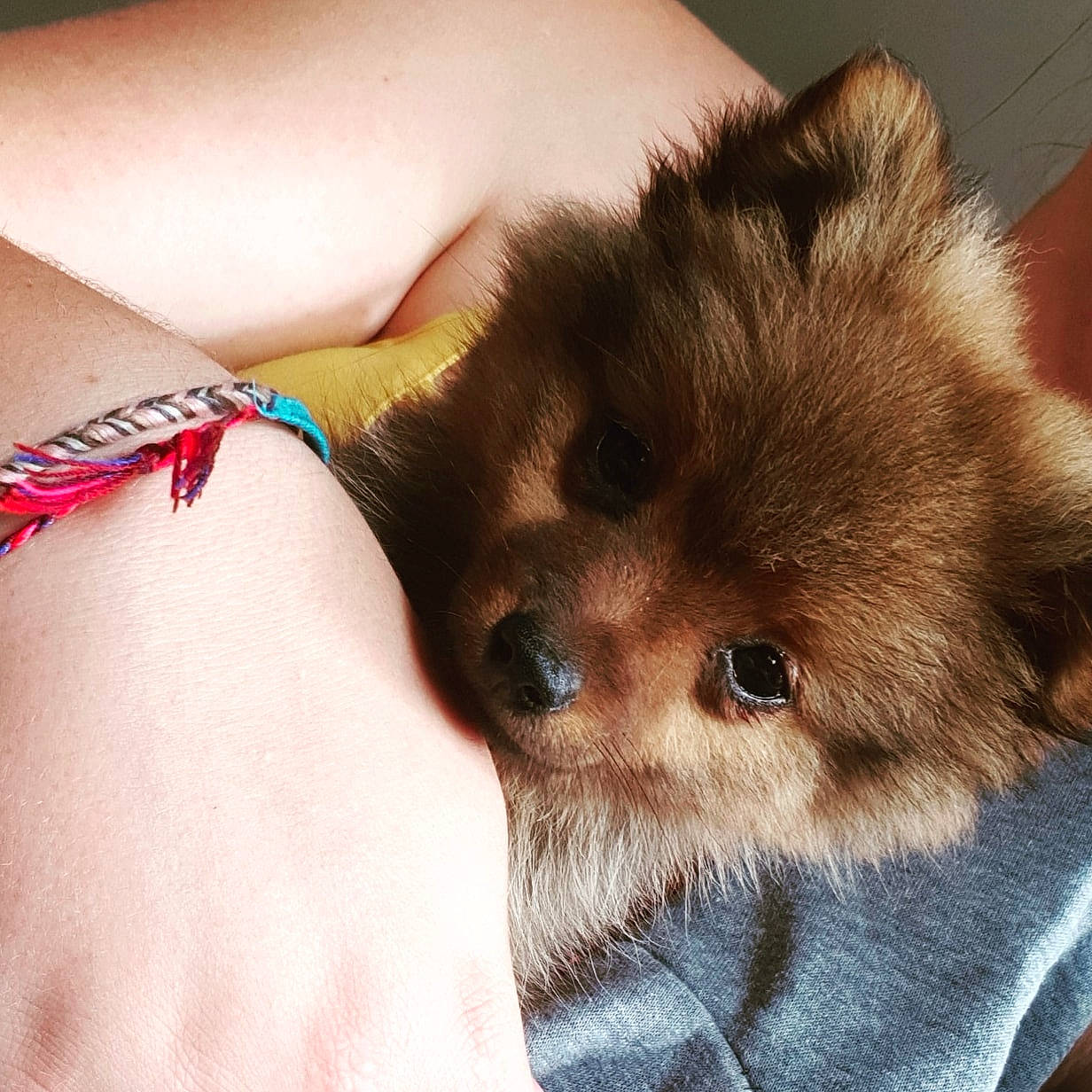 Polie participe au concours pour gagner de l'argent avec cette photo : canidae, carnivore, companion_dog, dog, dog_breed, fawn, german_spitz, german_spitz_klein, german_spitz_mittel, mammal, non_sporting_group, pomeranian, puppy, puppy_love, snout, spitz, toy_dog, vertebrate