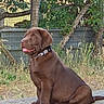 Balto a rejoint le concours — aidez-le/la à gagner de superbes lots ! animal, canine, chocolate_labrador, collar, concrete, cute, dog, domestic_animal, fence, fur, grass, greenery, mammal, nature, outdoor, pet, puppy, sitting, tongue_out, young_dog