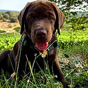 Balto a rejoint le concours — aidez-le/la à gagner de superbes lots ! animal, blue_sky, chocolate_labrador, collar, cute, dog, field, grass, greenery, nature, outdoor, pet, playful, puppy, summer, sunlight, tongue_out, trees, wildflowers, young_dog