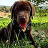 animal, blue_sky, chocolate_labrador, collar, cute, dog, field, grass, greenery, nature, outdoor, pet, playful, puppy, summer, sunlight, tongue_out, trees, wildflowers, young_dog