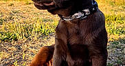 Balto a rejoint le concours — aidez-le/la à gagner de superbes lots ! animal, canine, chocolate_labrador, collar, cute, daylight, dog, earth, grass, greenery, looking_away, nature, outdoor, pet, puppy, sitting, summer, sunlight, trees, young_dog