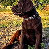 animal, canine, chocolate_labrador, collar, cute, daylight, dog, earth, grass, greenery, looking_away, nature, outdoor, pet, puppy, sitting, summer, sunlight, trees, young_dog