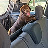 Balto participe au concours pour gagner de l'argent avec cette photo : animal, backseat, car_interior, chocolate_labrador, cute, dog, domestic_animal, happy, headrest, looking_back, pet, puppy, seat, smiling, sunlight, tongue_out, transport, vehicle, window, young_dog