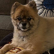 Troubles is registered to the contest to win money with this photo: dog, pet, fluffy, cute, canine, indoor, blanket, couch, pillow, relaxing, fur, animal, face, ears, collar, companion, home, portrait, resting, cozy