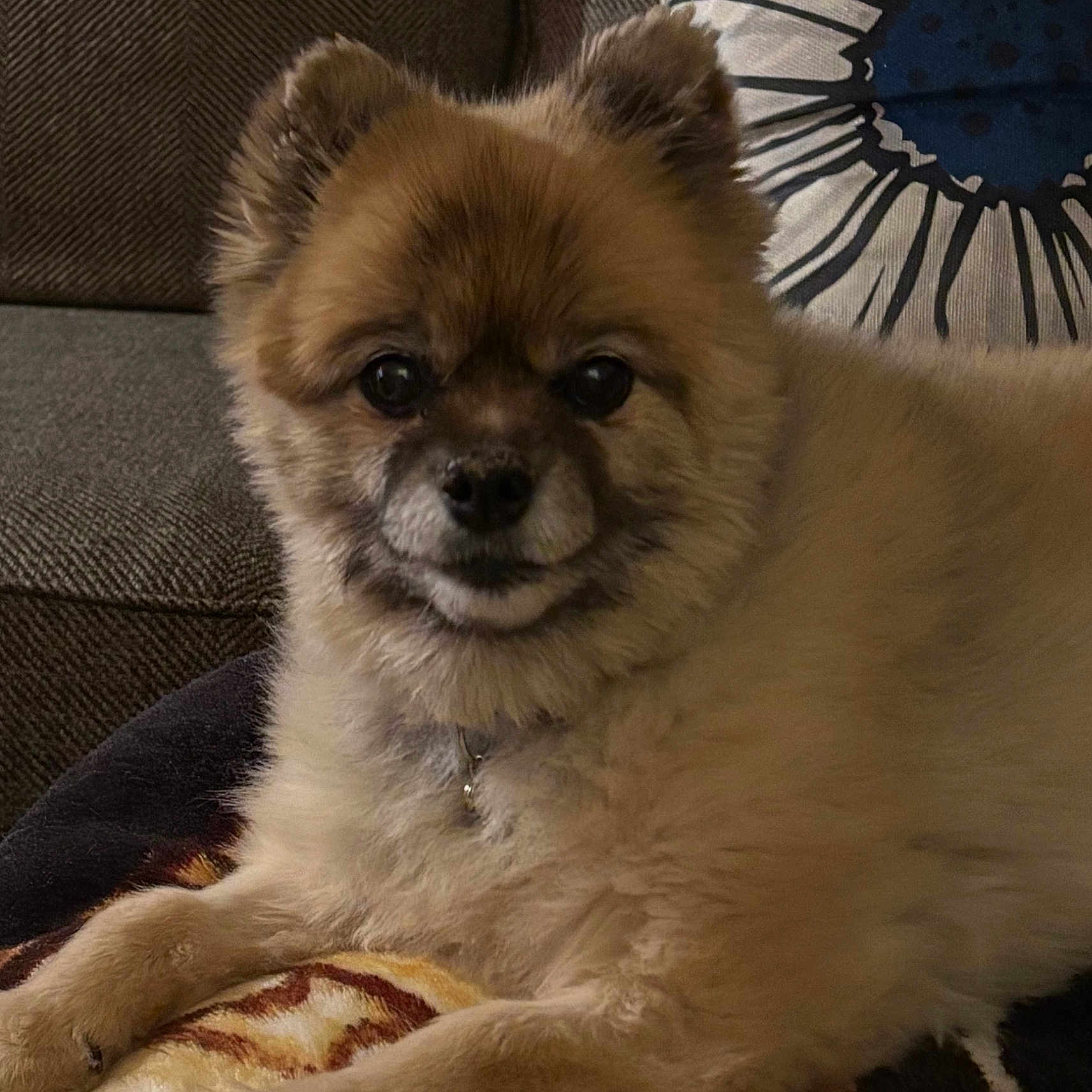 Troubles is registered to the contest to win money with this photo: animal, blanket, canine, collar, companion, couch, cozy, cute, dog, ears, face, fluffy, fur, home, indoor, pet, pillow, portrait, relaxing, resting