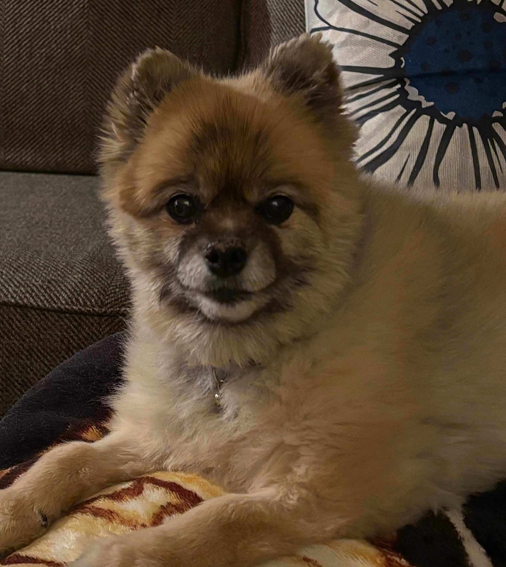 Troubles is registered to the contest to win money with this photo: dog, pet, fluffy, cute, canine, indoor, blanket, couch, pillow, relaxing, fur, animal, face, ears, collar, companion, home, portrait, resting, cozy