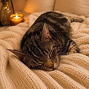 Django a rejoint le concours — aidez-le/la à gagner de superbes lots ! cat, tabby_cat, sleeping, blanket, knit, cozy, candle, warm_light, indoor, furniture, sofa, home_decor, relaxation, pet, animal, rest, comfort, peaceful, closeup, texture
