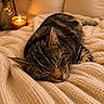 cat, tabby_cat, sleeping, blanket, knit, cozy, candle, warm_light, indoor, furniture, sofa, home_decor, relaxation, pet, animal, rest, comfort, peaceful, closeup, texture