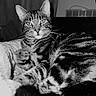 cat, tabby, feline, pet, animal, black_and_white, striped, whiskers, relaxed, cozy, blanket, indoor, portrait, close_up, fur, sleeping_area, resting, domestic_animal, cute, eyes