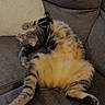 cat, tabby, fluffy, relaxed, couch, sofa, pillow, indoor, pet, striped, fur, animal, laying, belly_up, cozy, home, feline, resting, cute, comfortable