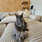 Venom a rejoint le concours — aidez-le/la à gagner de superbes lots ! cat, gray_cat, fluffy_tail, yellow_eyes, couch, pillows, blanket, indoor, cozy, furniture, pet, relaxed, home, wall, decor, feline, resting, living_room, texture, cute