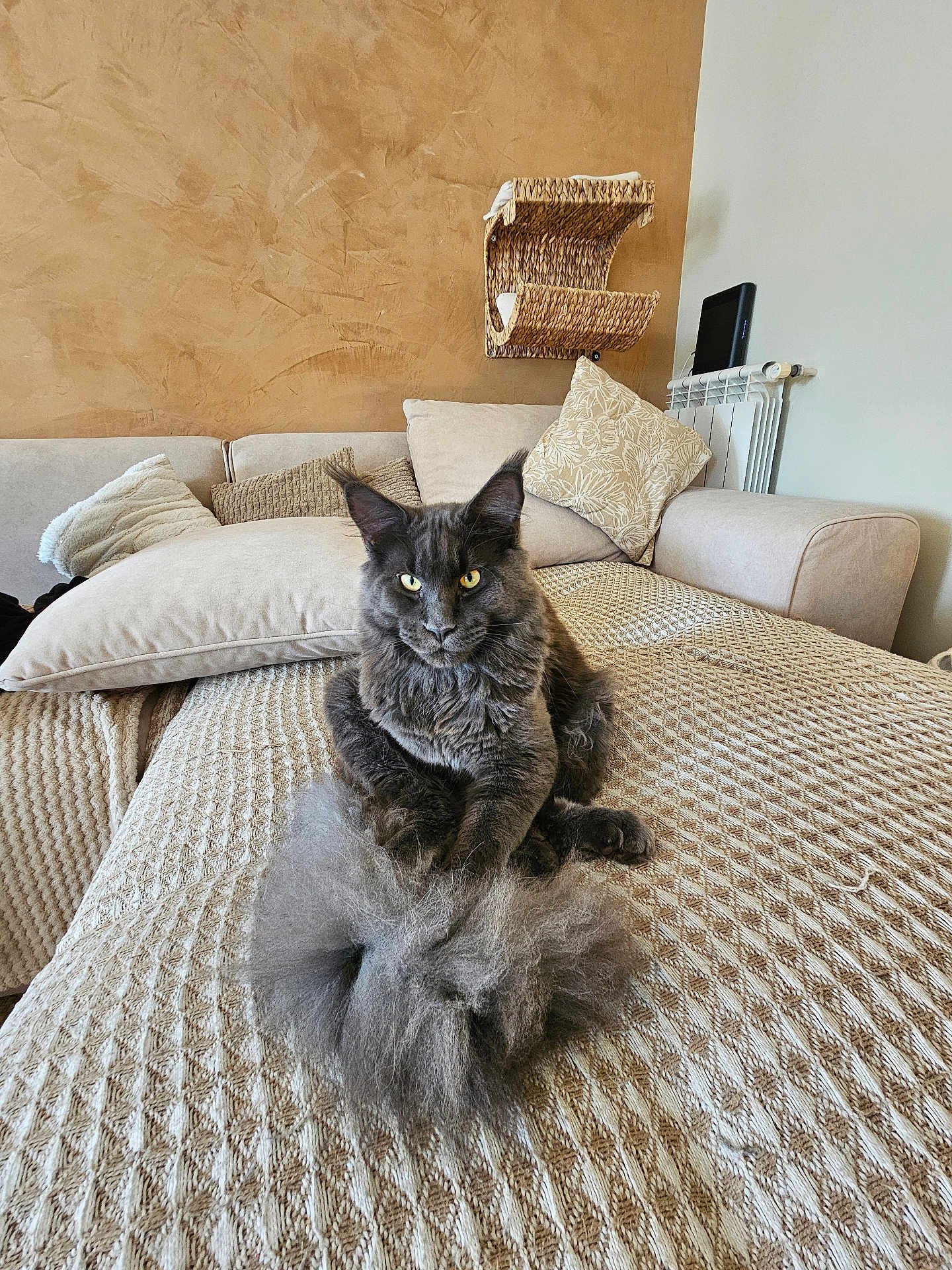 Venom a rejoint le concours — aidez-le/la à gagner de superbes lots ! cat, gray_cat, fluffy_tail, yellow_eyes, couch, pillows, blanket, indoor, cozy, furniture, pet, relaxed, home, wall, decor, feline, resting, living_room, texture, cute
