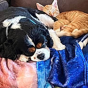 Loki joined the competition — help win amazing prizes! animal, black_and_white_dog, blanket, cat, companion, couch, cozy, cute, dog, domestic_animal, friendship, fur, home, indoor, orange_cat, pet, relaxing, resting, sleeping, snuggling