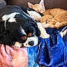 dog, cat, sleeping, couch, blanket, orange_cat, black_and_white_dog, pet, cozy, snuggling, indoor, fur, resting, animal, companion, relaxing, cute, friendship, domestic_animal, home
