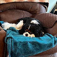 Loki is registered to the contest to win money with this photo: dog, cavalier_king_charles_spaniel, brown_armchair, teal_blanket, beige_throw, indoor, pet, relaxed, furniture, cozy, living_room, resting, cute, fluffy, companion, animal, black_and_white, fur, canine, domestic