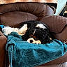 animal, beige_throw, black_and_white, brown_armchair, canine, cavalier_king_charles_spaniel, companion, cozy, cute, dog, domestic, fluffy, fur, furniture, indoor, living_room, pet, relaxed, resting, teal_blanket