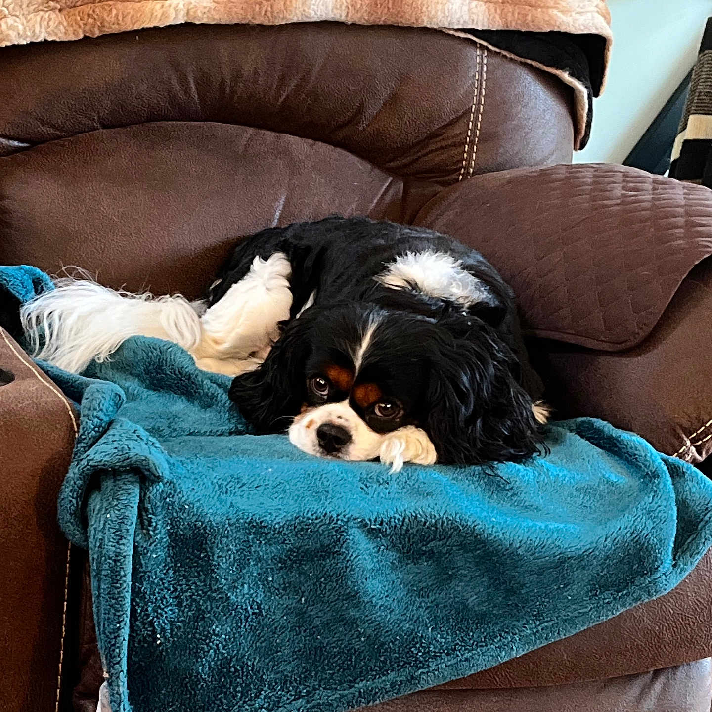 Loki is registered to the contest to win money with this photo: dog, cavalier_king_charles_spaniel, brown_armchair, teal_blanket, beige_throw, indoor, pet, relaxed, furniture, cozy, living_room, resting, cute, fluffy, companion, animal, black_and_white, fur, canine, domestic