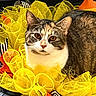 cat, tabby_cat, amber_eyes, yellow_mesh, ribbons, decorative, close_up, pet, animal, feline, curious, cozy, colorful, indoor, soft_texture, face, whiskers, ears, patterned_fur, festive