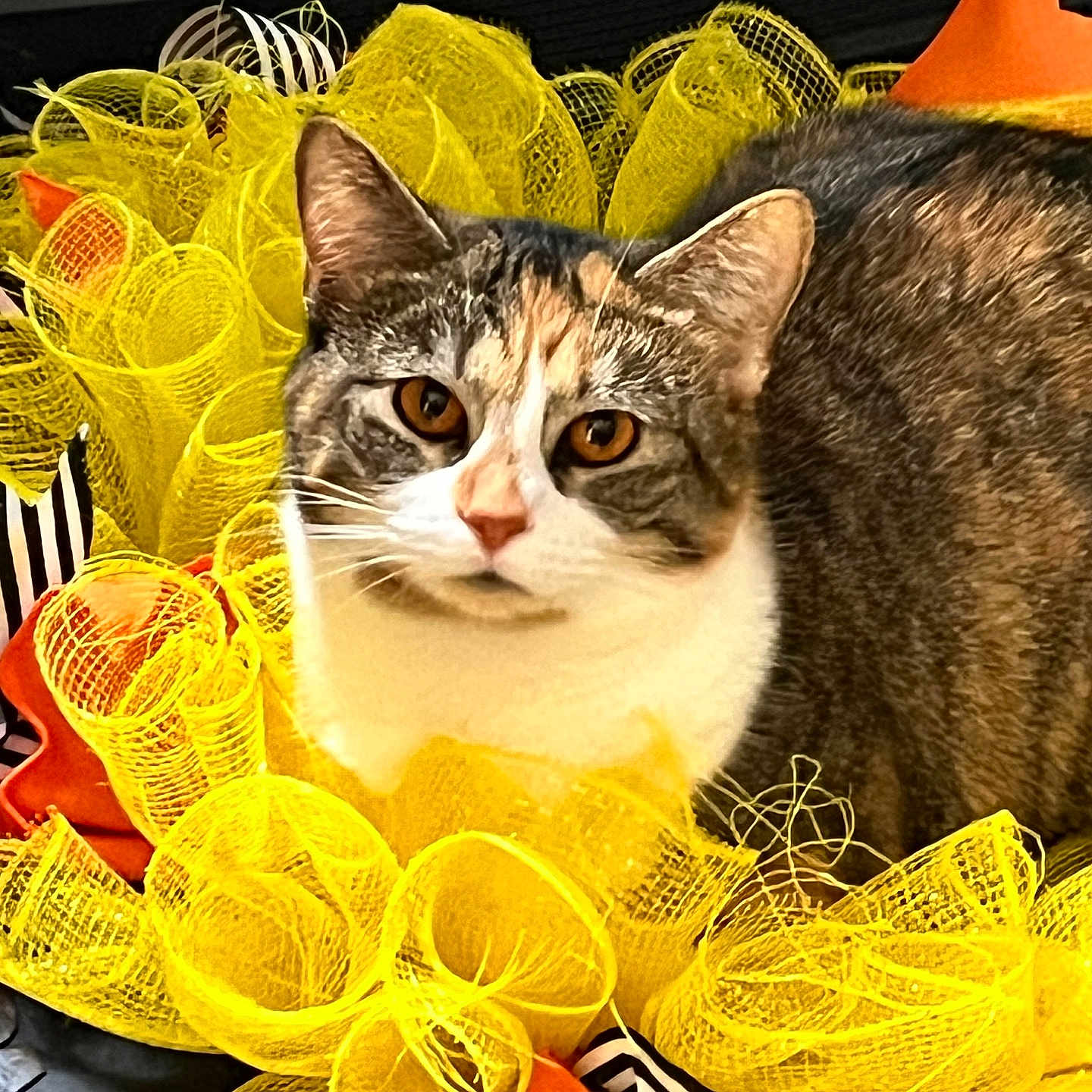 Kylie joined the competition — help win amazing prizes! cat, tabby_cat, amber_eyes, yellow_mesh, ribbons, decorative, close_up, pet, animal, feline, curious, cozy, colorful, indoor, soft_texture, face, whiskers, ears, patterned_fur, festive