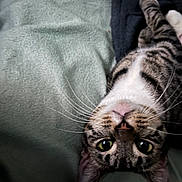 Kitty Kit Kat joined the competition — help win amazing prizes! animal, cat, close_up, cozy, curious, cute, domestic_cat, ears, feline, fur, green_eyes, indoor, nose, pet, relaxed, resting, soft_blanket, tabby, upside_down, whiskers