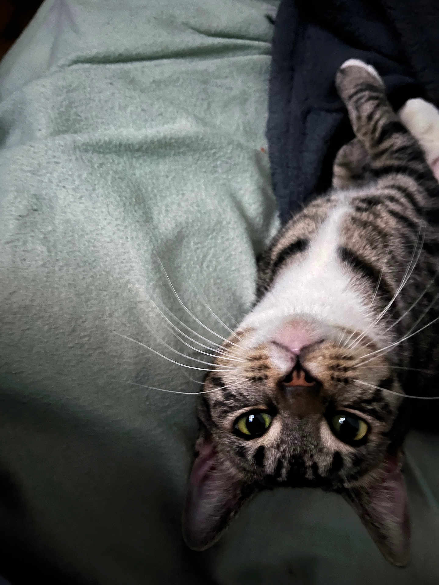 Kitty Kit Kat