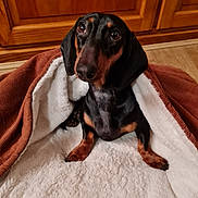 Upsa participe au concours pour gagner de l'argent avec cette photo : animal, beagle, blanket, cabinet, canine, dog, furniture, hardwood, homedecor, hound, indoors, interiordesign, labradorretriever, laundry, linen, pet, pointer, puppy, towel, wood