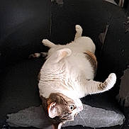 Ruby participe au concours pour gagner de l'argent avec cette photo : cat, chair, upside_down, curious, indoor, furniture, worn_out, black_chair, blue_blanket, pet, animal, whiskers, relaxed, fur, domestic_cat, home, cute, sleepy, resting, cozy