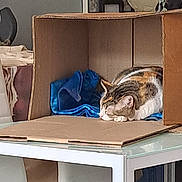 Ruby a rejoint le concours — aidez-le/la à gagner de superbes lots ! animal, blue_cloth, calm, cardboard_box, cat, cozy, decor, domestic, framed_picture, furniture, glass_table, home, indoor, pet, quiet, relaxation, resting, sleeping, soft_light, table